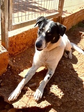 MERLIN, Hund, Mischlingshund in Griechenland - Bild 18