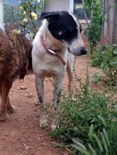 MERLIN, Hund, Mischlingshund in Griechenland - Bild 19