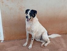 MERLIN, Hund, Mischlingshund in Griechenland - Bild 20