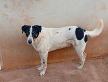 MERLIN, Hund, Mischlingshund in Griechenland - Bild 21