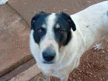 MERLIN, Hund, Mischlingshund in Griechenland - Bild 22