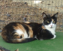 ROXI, Katze, Europäisch Kurzhaar in Spanien