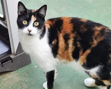 ROXI, Katze, Europäisch Kurzhaar in Spanien - Bild 2