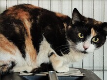 ROXI, Katze, Europäisch Kurzhaar in Spanien - Bild 4