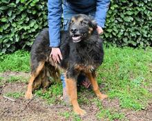 BERRY, Hund, Mischlingshund in Italien - Bild 10