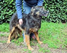 BERRY, Hund, Mischlingshund in Italien - Bild 11