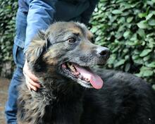 BERRY, Hund, Mischlingshund in Italien - Bild 12