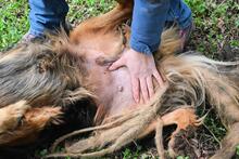 BERRY, Hund, Mischlingshund in Italien - Bild 13