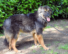 BERRY, Hund, Mischlingshund in Italien - Bild 15
