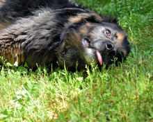 BERRY, Hund, Mischlingshund in Italien - Bild 16