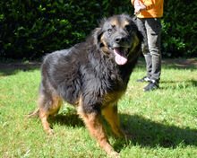 BERRY, Hund, Mischlingshund in Italien - Bild 17
