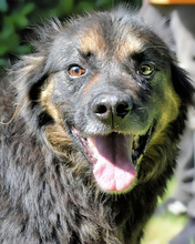 BERRY, Hund, Mischlingshund in Italien - Bild 18