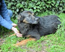 BERRY, Hund, Mischlingshund in Italien - Bild 5