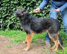 BERRY, Hund, Mischlingshund in Italien - Bild 6