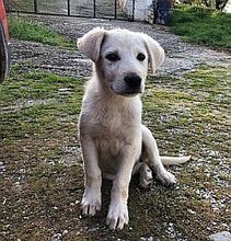 JONATHAN, Hund, Mischlingshund in Griechenland - Bild 12