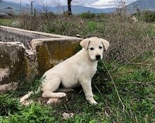 JONATHAN, Hund, Mischlingshund in Griechenland - Bild 13