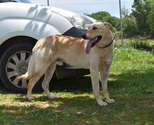JONATHAN, Hund, Mischlingshund in Griechenland - Bild 18