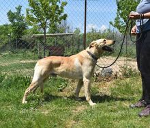 JONATHAN, Hund, Mischlingshund in Griechenland - Bild 19