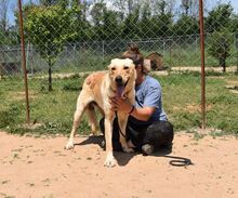 JONATHAN, Hund, Mischlingshund in Griechenland - Bild 20