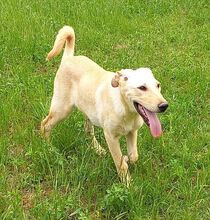 JONATHAN, Hund, Mischlingshund in Griechenland - Bild 3