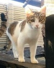 LILO, Katze, Europäisch Kurzhaar in Rumänien