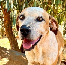 SNAKE, Hund, Pointer in Griechenland - Bild 1