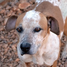 SNAKE, Hund, Pointer in Griechenland - Bild 12
