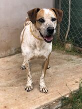 SNAKE, Hund, Pointer in Griechenland - Bild 13