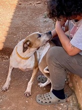 SNAKE, Hund, Pointer in Griechenland - Bild 3