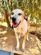 SNAKE, Hund, Pointer in Griechenland - Bild 4