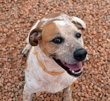 SNAKE, Hund, Pointer in Griechenland - Bild 6