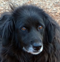 SELENE, Hund, Mischlingshund in Griechenland - Bild 1