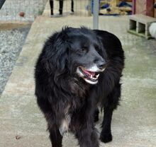 SELENE, Hund, Mischlingshund in Griechenland - Bild 10