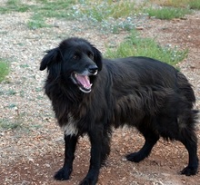 SELENE, Hund, Mischlingshund in Griechenland - Bild 13