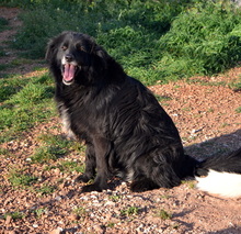 SELENE, Hund, Mischlingshund in Griechenland - Bild 2