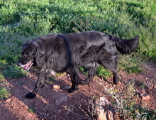 SELENE, Hund, Mischlingshund in Griechenland - Bild 3