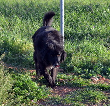 SELENE, Hund, Mischlingshund in Griechenland - Bild 4