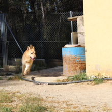HACHIKO, Hund, Mischlingshund in Spanien - Bild 8