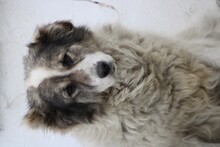 BÄRCHEN, Hund, Hütehund in Rumänien