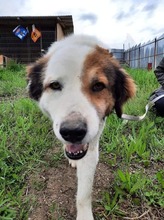 JIMMY, Hund, Mischlingshund in Rumänien