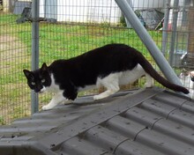 FRANCIS, Katze, Europäisch Kurzhaar in Spanien - Bild 8