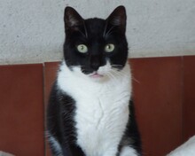 FRANCIS, Katze, Europäisch Kurzhaar in Spanien - Bild 9
