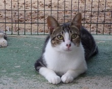 LEVI, Katze, Europäisch Kurzhaar in Spanien - Bild 4