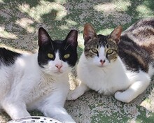 LEVI, Katze, Europäisch Kurzhaar in Spanien - Bild 6