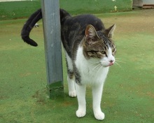 LEVI, Katze, Europäisch Kurzhaar in Spanien - Bild 7