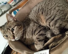 ALENA, Katze, Europäisch Kurzhaar in Essen - Bild 3