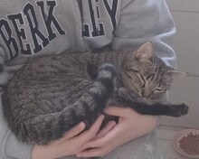 ALENA, Katze, Europäisch Kurzhaar in Essen - Bild 4