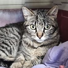 ALENA, Katze, Europäisch Kurzhaar in Essen - Bild 5
