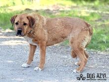 ANABELL, Hund, Mischlingshund in Slowakische Republik - Bild 18