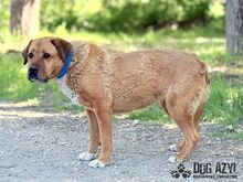 ANABELL, Hund, Mischlingshund in Slowakische Republik - Bild 19